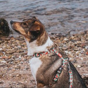 Max and Molly Watermelon Dog H-harness